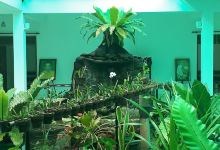 Kotabo Temple景点图片