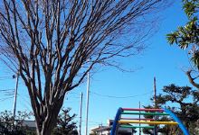 Harayama Park景点图片