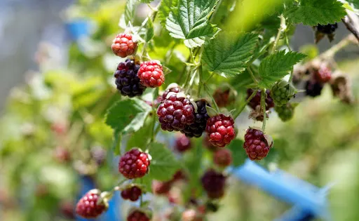 Clyde River Berry Farm