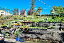 Dawson's Garden World购物图片