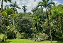 Castleton Botanical Gardens景点图片