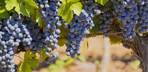 Pimpernel Vineyards