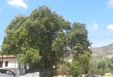 Terebinth Tree / Αρχαιότερος τρέμιθος στην Κύπρο景点图片