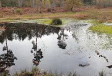 Black Lake景点图片