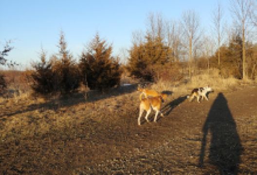 Lake Sarah Dog Park景点图片