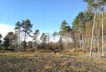 Stoke Common (East)景点图片