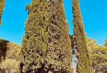 Foresta Mercadante景点图片