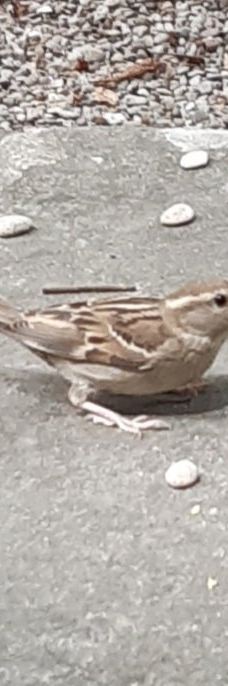 佛罗里达公园-维托里亚