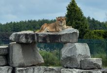 非洲狮野生动物园景点图片