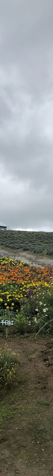 菅野农场-上富良野町