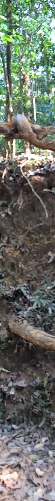 Cotigao保护区-南果阿县