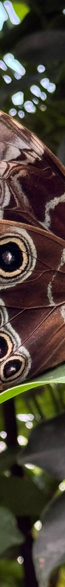 Casa delle Farfalle-米兰马瑞提那