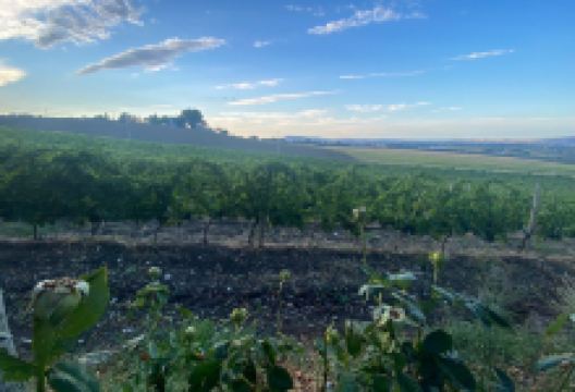 Cantine D'Uva景点图片