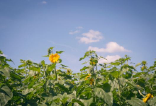 Mountainview Blueberry Farm景点图片