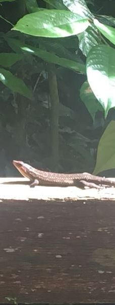 Mulu Skywalk-马鲁迪