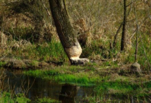 Renaissance Castle景点图片