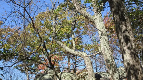 Sugarloaf Mountain