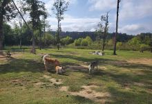 Moody Dog Park景点图片