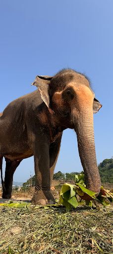 Bukit Elephant Park-普吉岛