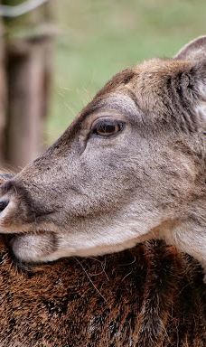 Südliche weinstraße wildlife park-南魏恩斯特拉瑟县