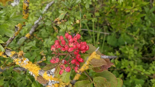 Cherry Hinton Chalk Pits