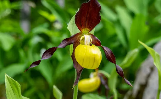 Alpine Botanical Garden Juliana