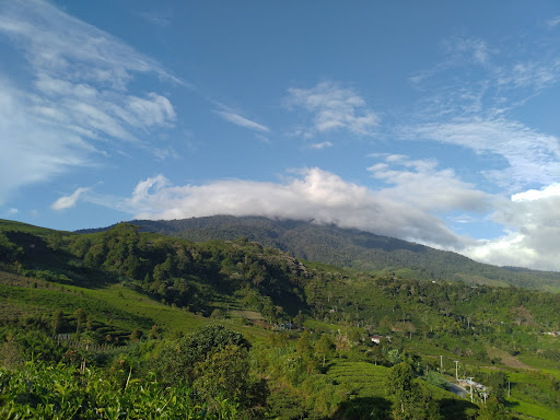 Kebun Teh Batang Baruih Alahan Panjang餐厅图片