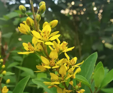 TMC Bio Diversity Park