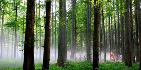 排牙山露營營地