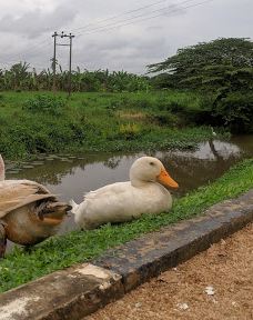 Attidiya Bird Sanctuary-代希瓦勒－芒特拉维尼亚