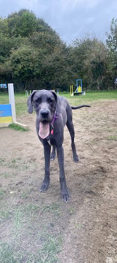 Off Lead Agility-斯特拉班