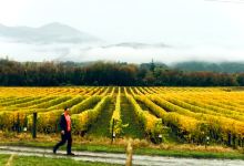 Hillersden Winery景点图片