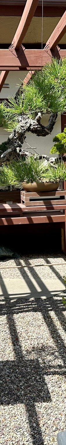 Japanese Friendship Garden & Museum-圣地亚哥