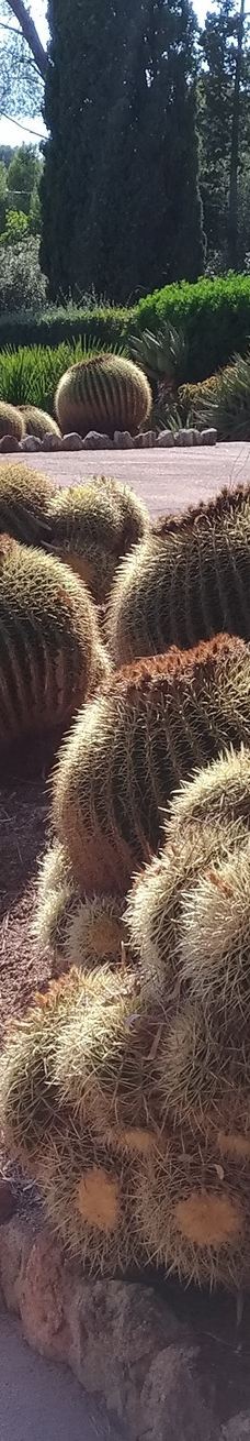 Jardí Botànic Tropical Paratge Pinya de Rosa-布拉内斯