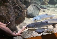 Blue Reef Aquarium Newquay景点图片