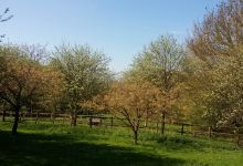 Cobtree Manor Park景点图片