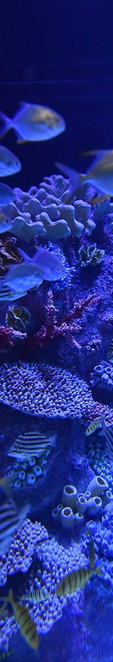 ViaSea水族馆-伊斯坦布尔