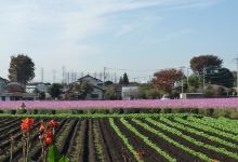 Chikumazawa Kobushi Village景点图片
