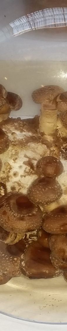 内河码头-旧金山