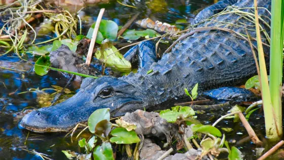 Everglades Airboat Charters