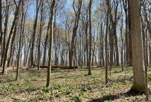 Camillus Forest Unique Area景点图片