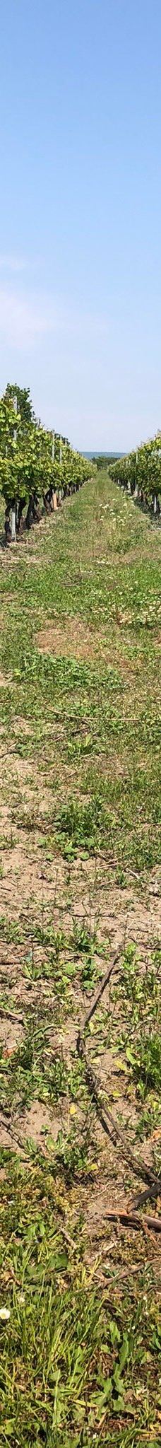 Vingaarden, Lille Gadegaard ( Vineyard )-阿克尔科拜