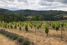 Analemma Wines景点图片