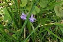 Randalstown Forest Nature Reserve景点图片