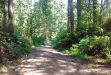Frog Holler Forest Trail景点图片