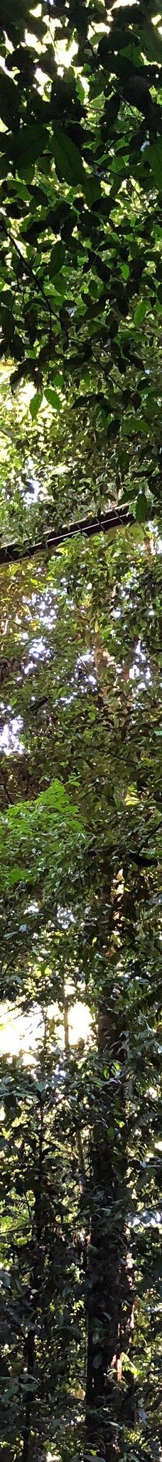 Mulu Skywalk-马鲁迪