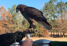 Hawk Manor Falconry景点图片