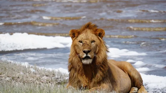 Kibuyu African Safaris