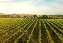 Nashdale Lane Wines & Cellar Door景点图片