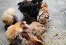 Sirutar Agrofarm景点图片